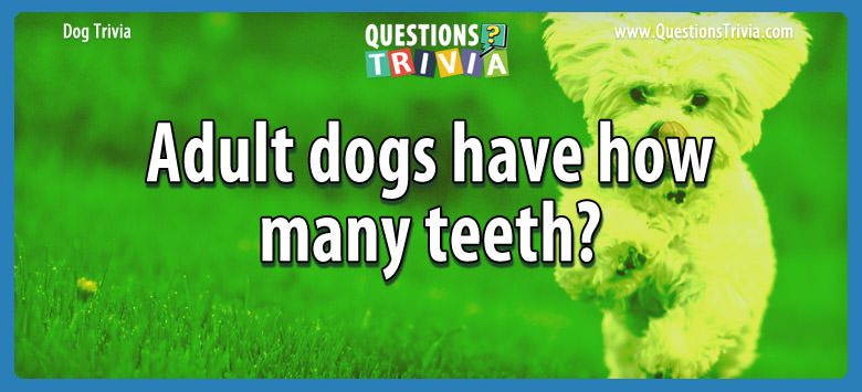 Question Adult Dogs Have How Many Teeth 