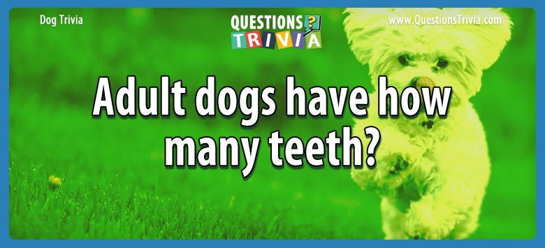 question-adult-dogs-have-how-many-teeth