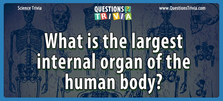 Question What Is The Largest Internal Organ Of The Human Body 