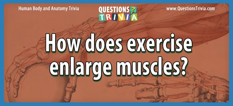 How does exercise enlarge muscles?
