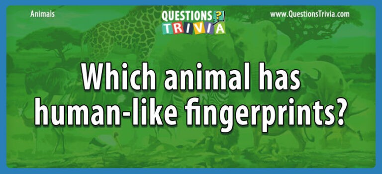 question-which-animal-has-human-like-fingerprints